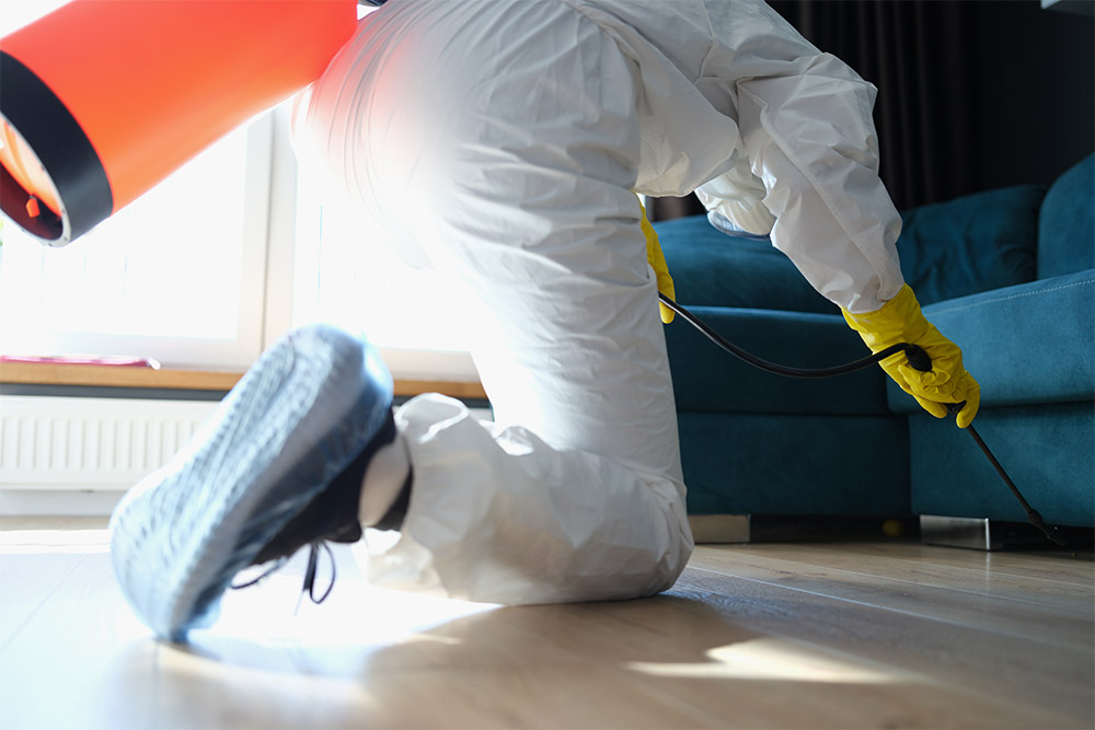 Professional cleaner removing urine from a sofa