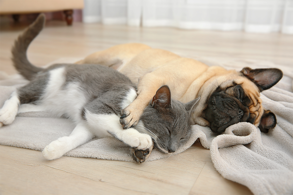 How to Remove Pet Stains from Carpets (Without Damaging the Fibres)